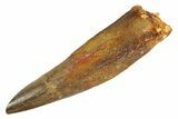 Real Fossil Spinosaurus Tooth - Huge Dinosaur Tooth #347202-1